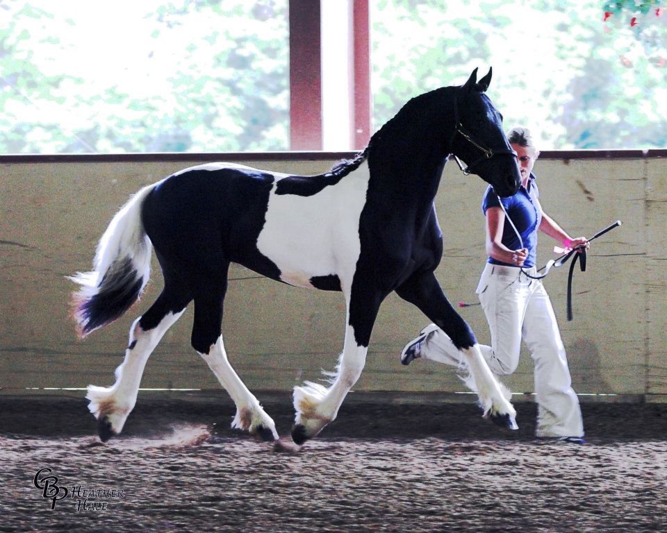 Orca Friesian Stallion